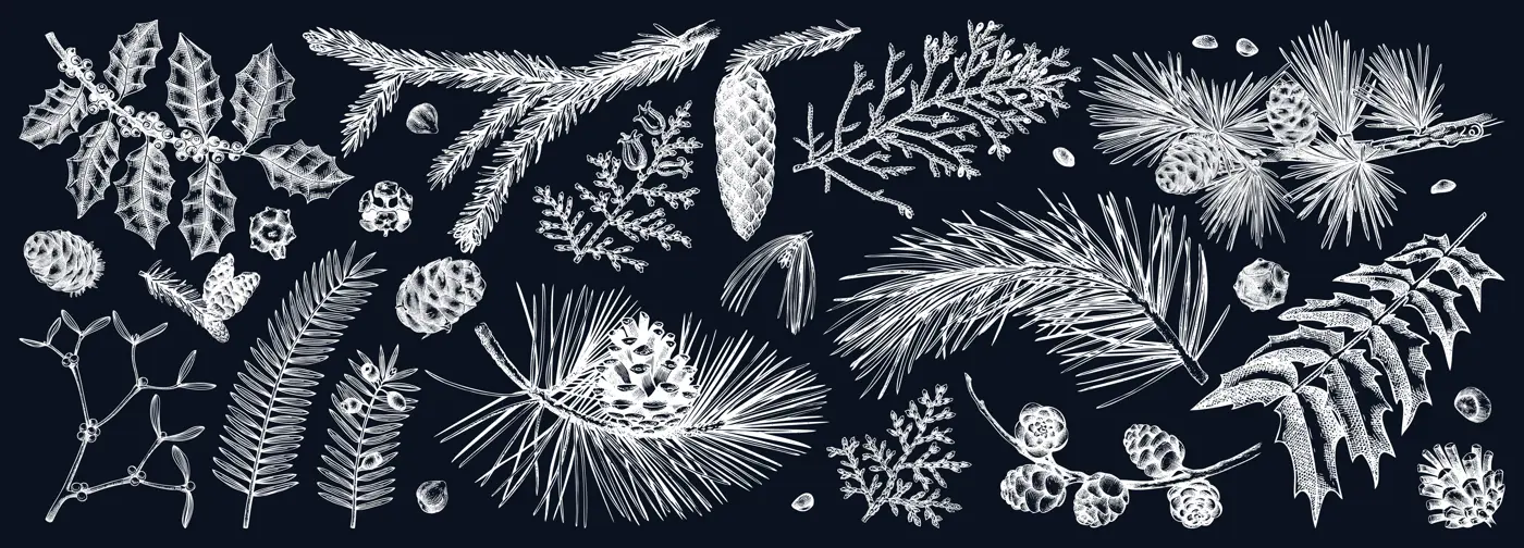 Christmas botanical illustrations on chalkboard . Vintage winter tree, evergreen plants, conifers and nuts drawings. Vector sketches of winter plants for wrapping paper, greeting cards, banners Illustration